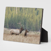 Bull Elk in Meadow | Nationaal Park Yellowstone Fotoplaat (Zijkant)