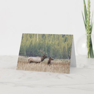 Bull Elk in Meadow   Nationaal Park Yellowstone Kaart
