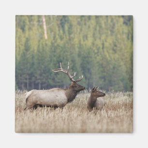 Bull Elk in Meadow   Nationaal Park Yellowstone Magneet