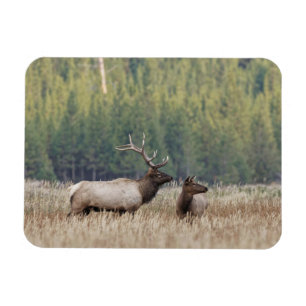 Bull Elk in Meadow   Nationaal Park Yellowstone Magneet
