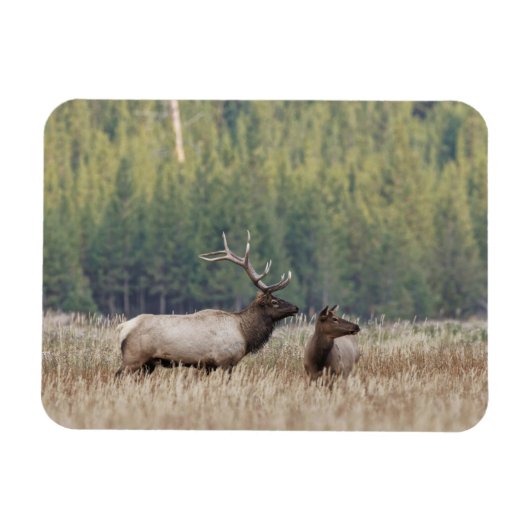 Bull Elk in Meadow | Nationaal Park Yellowstone Magneet (Horizontaal)
