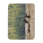Bull Elk in Meadow | Nationaal Park Yellowstone Magneet (Verticaal)