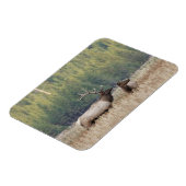 Bull Elk in Meadow | Nationaal Park Yellowstone Magneet (Linkerzijde)