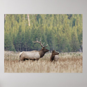 Bull Elk in Meadow Nationaal Park Yellowstone Poster