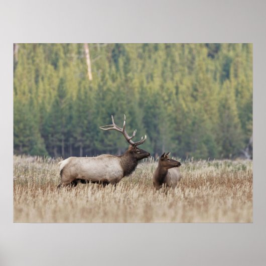 Bull Elk in Meadow | Nationaal Park Yellowstone Poster (Voorkant)