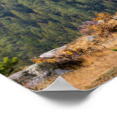 Bull Elk in Rocky Mountain National Park Foto Poster (Hoek)