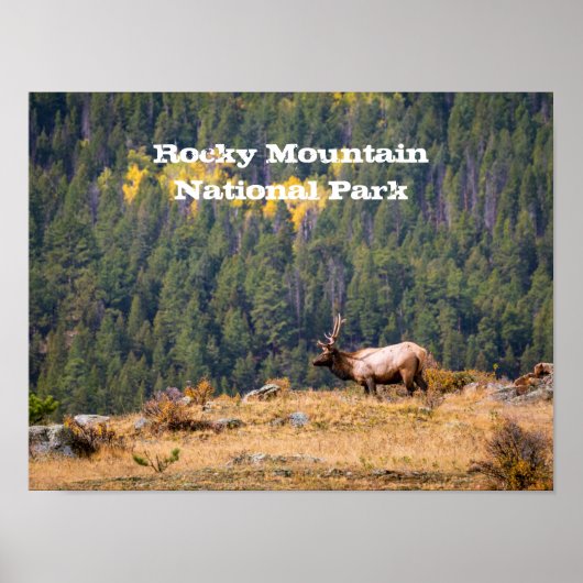 Bull Elk in Rocky Mountain National Park Foto Poster (Voorkant)