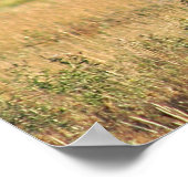 Bull Elk in Rocky Mountian National Park Poster (Hoek)