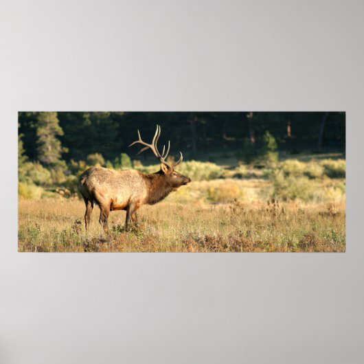 Bull Elk in Rocky Mountian National Park Poster (Voorkant)