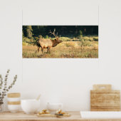Bull Elk in Rocky Mountian National Park Poster (Keuken)