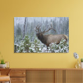 Bull Elk in sneeuw die belt, afluisteren, Yellowst Canvas Afdruk (Insitu (Woonkamer))