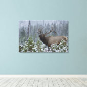 Bull Elk in sneeuw die belt, afluisteren, Yellowst Canvas Afdruk (Insitu (Houten vloer))