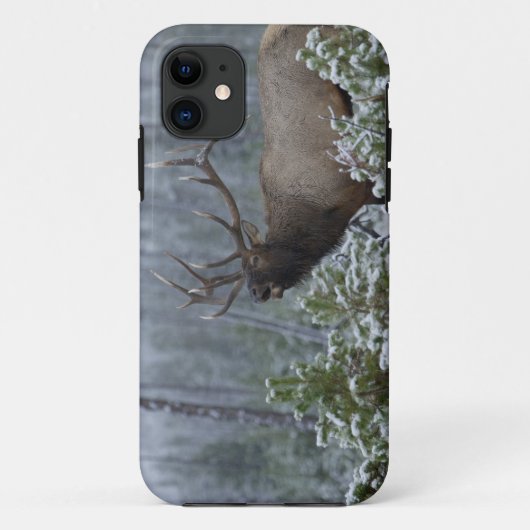 Bull Elk in sneeuw die belt, afluisteren, Yellowst Case-Mate iPhone Case (Achterkant)