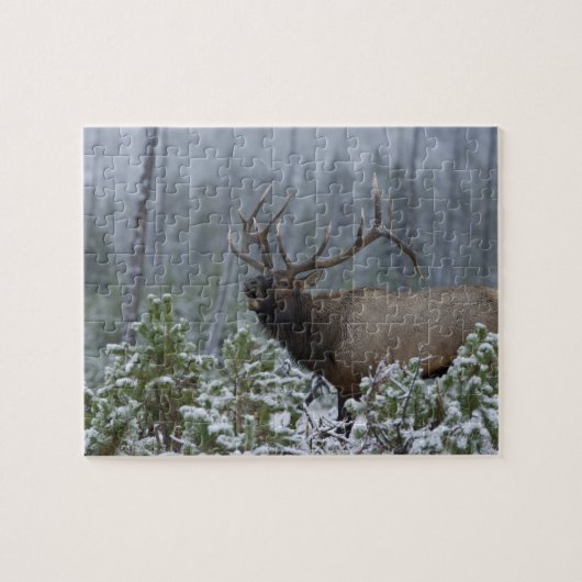 Bull Elk in sneeuw die belt, afluisteren, Yellowst Legpuzzel (Horizontaal)