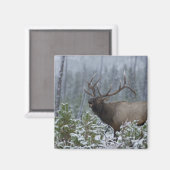 Bull Elk in sneeuw die belt, afluisteren, Yellowst Magneet (Voorkant / Achterkant)