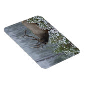 Bull Elk in sneeuw die belt, afluisteren, Yellowst Magneet (Rechterzijde)