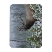 Bull Elk in sneeuw die belt, afluisteren, Yellowst Magneet (Verticaal)