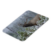 Bull Elk in sneeuw die belt, afluisteren, Yellowst Magneet (Linkerzijde)