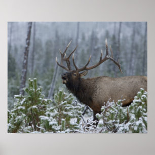 Bull Elk in sneeuw die belt, afluisteren, Yellowst Poster