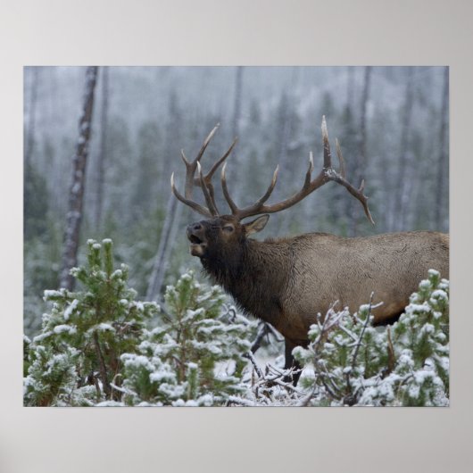 Bull Elk in sneeuw die belt, afluisteren, Yellowst Poster (Voorkant)