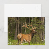 Bull Elk in Velvet, Canada Briefkaart (Voorkant / Achterkant)