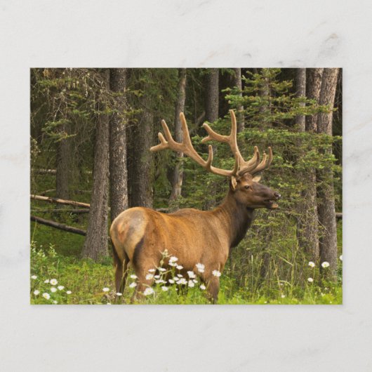 Bull Elk in Velvet, Canada Briefkaart (Voorkant)