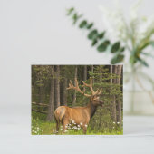 Bull Elk in Velvet, Canada Briefkaart (Staand voorkant)