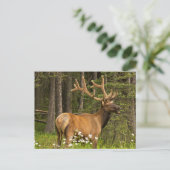 Bull elk in velvet, Canada Briefkaart (Staand voorkant)