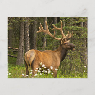 Bull elk in velvet, Canada Briefkaart