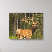 Bull Elk in Velvet, Canada Canvas Afdruk (Voorkant)