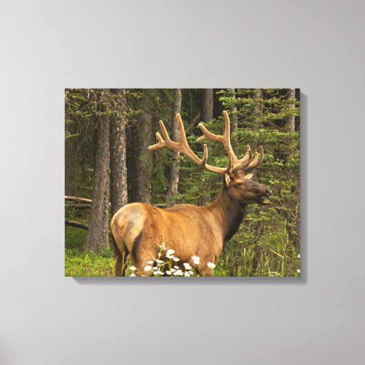 Bull Elk in Velvet, Canada Canvas Afdruk (Voorkant)
