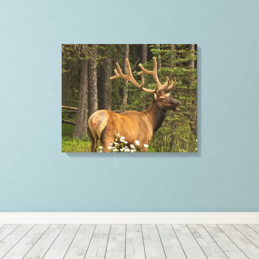 Bull Elk in Velvet, Canada Canvas Afdruk (Insitu (Houten vloer))