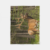 Bull Elk in Velvet, Canada Fleece Deken (Voorkant)