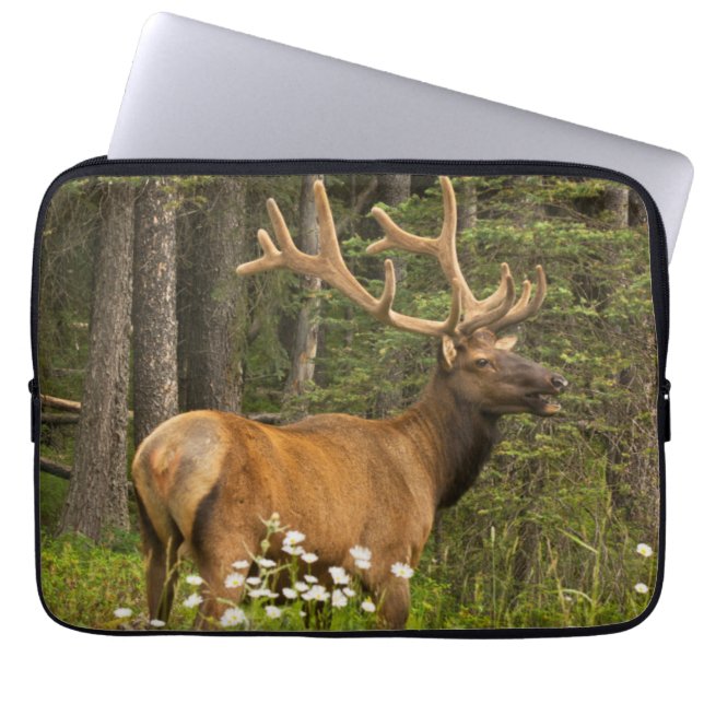 Bull elk in velvet, Canada Laptop Sleeve (Voorkant)