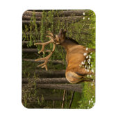 Bull Elk in Velvet, Canada Magneet (Verticaal)