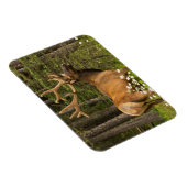Bull elk in velvet, Canada Magneet (Rechterzijde)