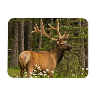 Bull elk in velvet, Canada Magneet