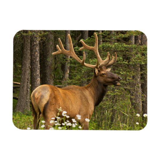 Bull elk in velvet, Canada Magneet (Horizontaal)