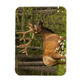 Bull elk in velvet, Canada Magneet (Verticaal)