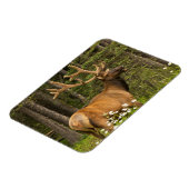 Bull elk in velvet, Canada Magneet (Linkerzijde)