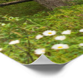 Bull Elk in Velvet, Canada Poster (Hoek)