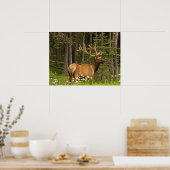 Bull Elk in Velvet, Canada Poster (Keuken)
