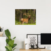 Bull Elk in Velvet, Canada Poster (Thuiskantoor)