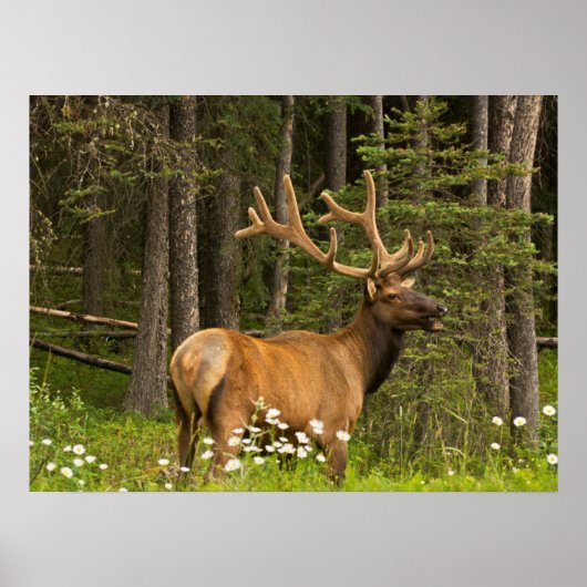 Bull Elk in Velvet, Canada Poster (Voorkant)