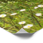 Bull elk in velvet, Canada Poster (Hoek)