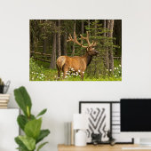 Bull elk in velvet, Canada Poster (Thuiskantoor)