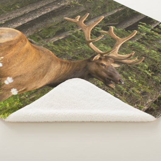 Bull Elk in Velvet, Canada Sherpa Deken (3/4)