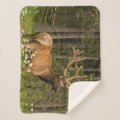 Bull Elk in Velvet, Canada Sherpa Deken (Voorkant)