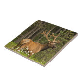 Bull elk in velvet, Canada Tegeltje (Zijkant)