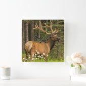 Bull elk in velvet, Canada Vierkante Klok (Huis)